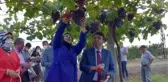 TEKİRDAĞ'DA BAĞ BOZUMU HEYECANI