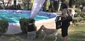 Denizli Pati Festivali'nde köpekler sokak hayvanları için yarıştı