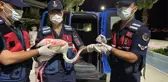 Devriye gezen jandarma yaralı flamingoya sahip çıktı