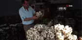 Bilinçsiz tarımsal ilaçlama toplum sağlığını tehdit ediyor