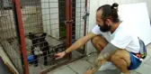 Özel kafesteki cins köpek yavrularını çalmakla bitiremedi, rahatlığı pes dedirtti...O anlar kamerada