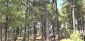 Arıcılar, arıların ölmemesi için mücadele veriyorlar