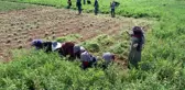 Adana'da tıbbi ve aromatik bitkilerin hasadı yapıldı