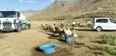 Gürpınar Belediyesi susuz kalan koyun sürüsü için seferber oldu