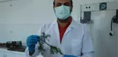 KANSER İLACI ÜRETİMİNDE KULLANILAN MADDE, PORSUK AĞACINDA TESPİT EDİLDİ