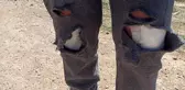 Başkent'te başıboş köpeklerin saldırısına uğrayan kadın canını zor kurtardı