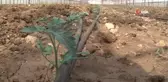 Domates ve biber üreticisinde Rusya sevinci