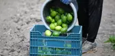 Hasadına başlanan limonda hedef 500 bin tondan fazla ihracat