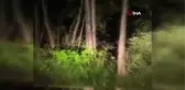 Aç kalan ayılar kış uykusu öncesi yaşam alanında böyle görüntülendi