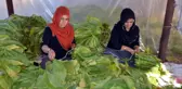 Muş tütün üretiminde söz sahibi olmak istiyor