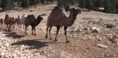 Sarıkeçili yörüklerin bin yıllık göçerlik geleneği