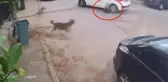 Pes dedirten olay: Köpeği ezdi, araçtan düşen parçayı alıp hiçbir şey olmamış gibi yoluna devam etti