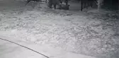 Ayı bahçeye girip, fasulyeleri yedi; o anlar kamerada