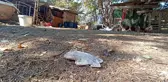 BALIKESİR - Çiftlikte işlenen cinayetle ilgili 6 şüpheli gözaltına alındı