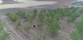 ELAZIĞ'DA BADEM HASADI BAŞLADI