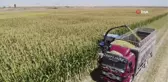 Konya Ovasında silajlık mısır hasadı başladı