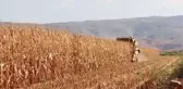 KAHRAMANMARAŞ - Pazarcık'ta mısır hasadı başladı