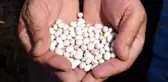 Dünyaca ünlü Kelkit şeker fasulyesinde hasat zamanı