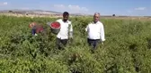 GAZİANTEP - Araban Ovası'nda kırmızı biber hasadı başladı