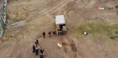 Sıklık Tabiat Parkı'na ala geyik salındı
