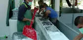 Fabrika gibi çalışan ilçeden günde 100 ton hamsi Anadolu'ya sevk oluyor