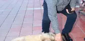Boynuna ip takılarak sokak köpeklerini toplayan belediye personeline ceza kesildi