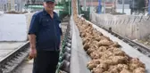 ESKİŞEHİR'DE PANCARLAR FABRİKAYA TESLİM EDİLMEYE BAŞLADI; 130 BİN TON ŞEKER ÜRETİLECEK