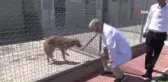 Köpek ve kedilere mikroçip
