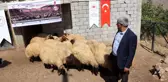 Hayvancılığı geliştirme projesi kapsamında çiftçilere koyun dağıtıldı