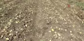 Vali ve Belediye başkanı kasket takıp yelek giyindikten sonra patates hasadı yaptı