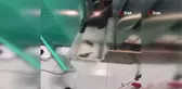 Sesi duydular, anne ve yavru kedileri kurtardılar