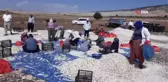 Araban'da sarımsak dikimi başladı