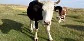 EDİRNE'NİN 8 KÖYÜNDE 'MAVİ DİL' KARANTİNASI