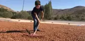 FINDIĞI KURUTMAK İÇİN GÜNEŞ GÖÇÜ