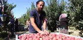 Tarlada 2.5, markette 8 lira! Elma üreticisi isyanda