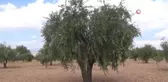 Kilis'te erken zeytin hasadı ile zeytin yağı üretimi de başladı