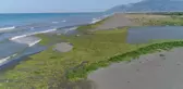 Su sümbülleri kumsalı kapladı