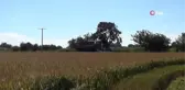 Çanakkale'de çeltik üreticisi tedirgin