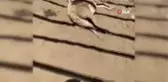 Koyunlarını yemlemek için ağıla geldi, gördüğü manzara karşısında şoke oldu