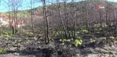 Siyah, yerini yeşile bırakıyor