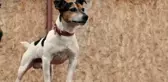 ÖZEL- Ankara'nın en küçük arama kurtarma köpeği 'Leon'
