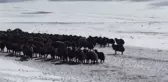 Ardahan'da kar ve tipide mahsur kalan yaylacılar ve koyun sürüsü kurtarıldı