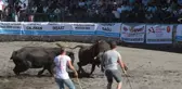 Boğa Güreşi Festivali yapıldı