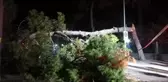Çam ağacı devrildi, tramvay seferleri durdu