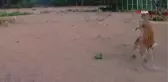 Alageyiklerin tatlı kavgası foto kapana yakalandı