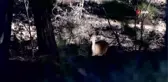 Alageyiklerin çiftleşme dönemi başladı