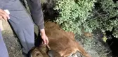 Uçuruma düşen inek kurtarıldı