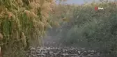 Serçelerin muhteşem göçü böyle görüntülendi