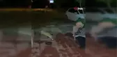 Bir kez yemek verdi, tilki lokantanın daimi ziyaretçisi oldu