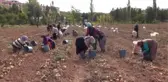 Solucan gübresi kullanılan arazide patates verimi arttı